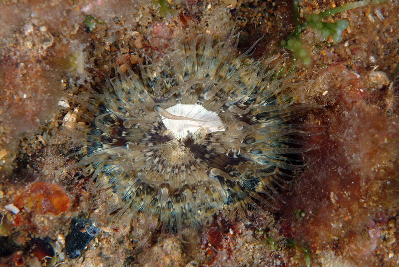 Cereus pedunculatus